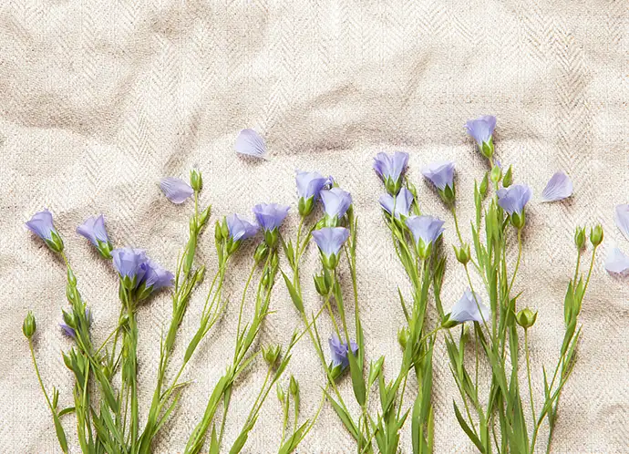 Le lin fibre textile